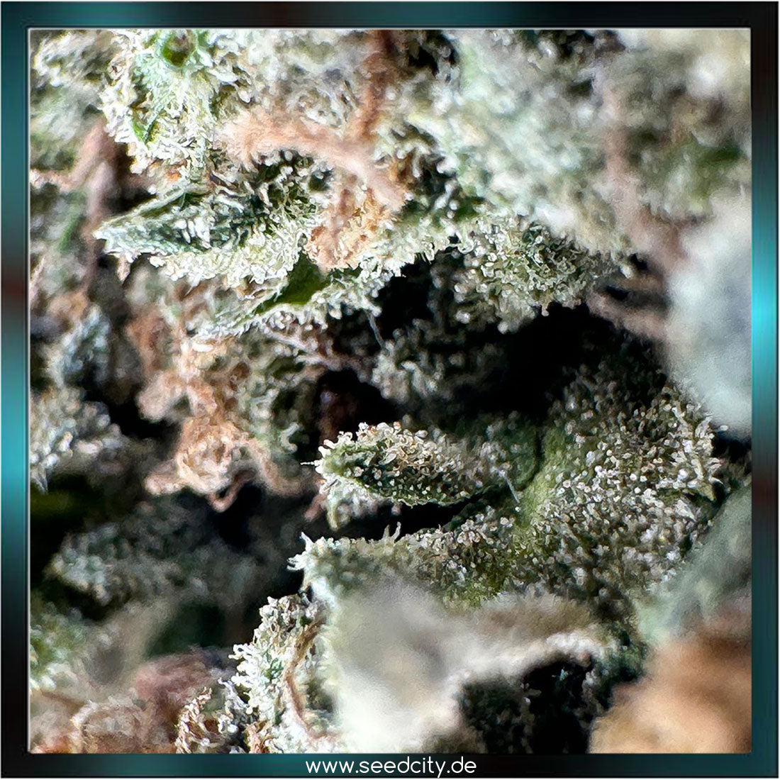 Strawberry Haze CBD - 1g Ökopack