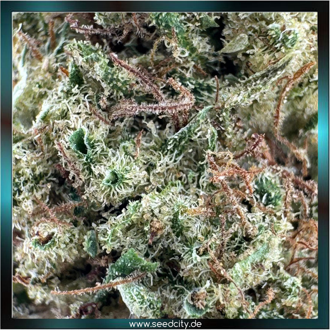 orange haze close up