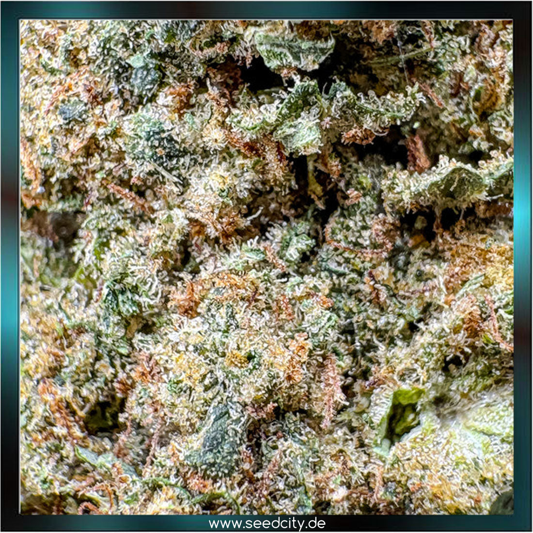 Lucky Hemp - Banana Runtz CBD - 3g Ökopack