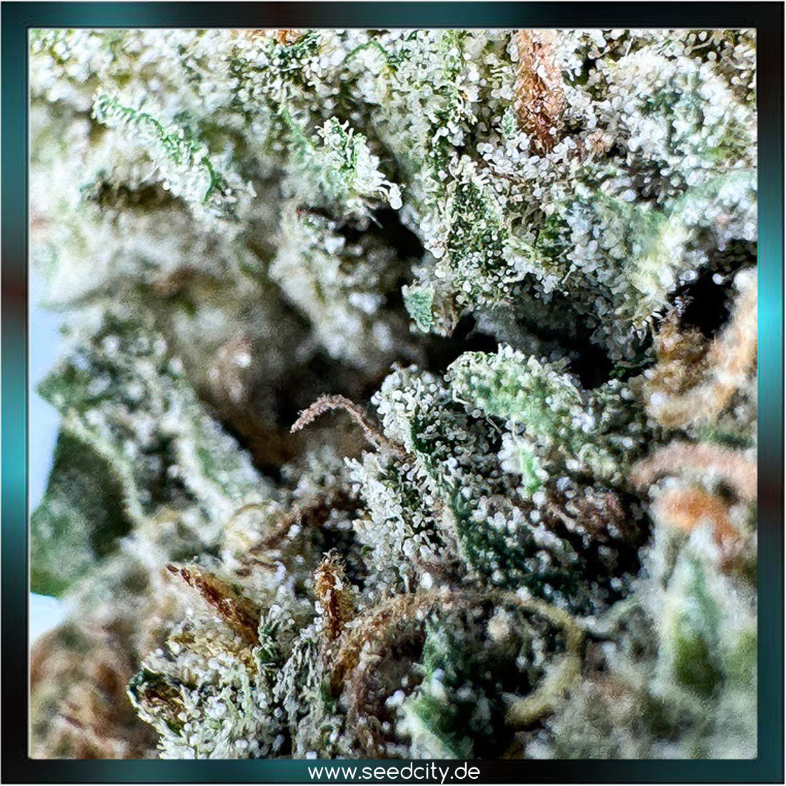 Lucky Hemp - Oreoz CBG - 1g Ökopack