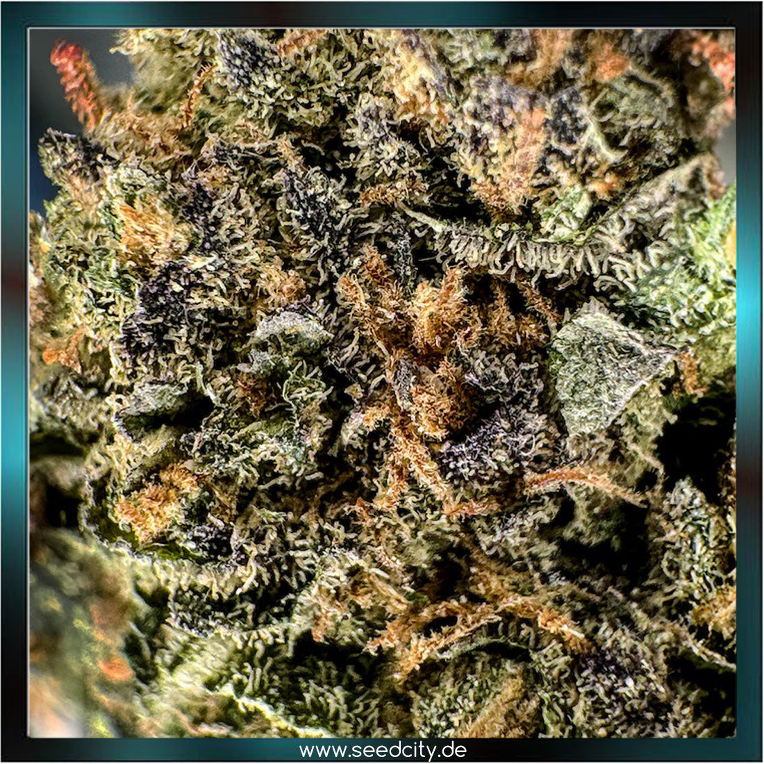 Lucky Hemp - Candy Grape CBD - 1g Ökopack