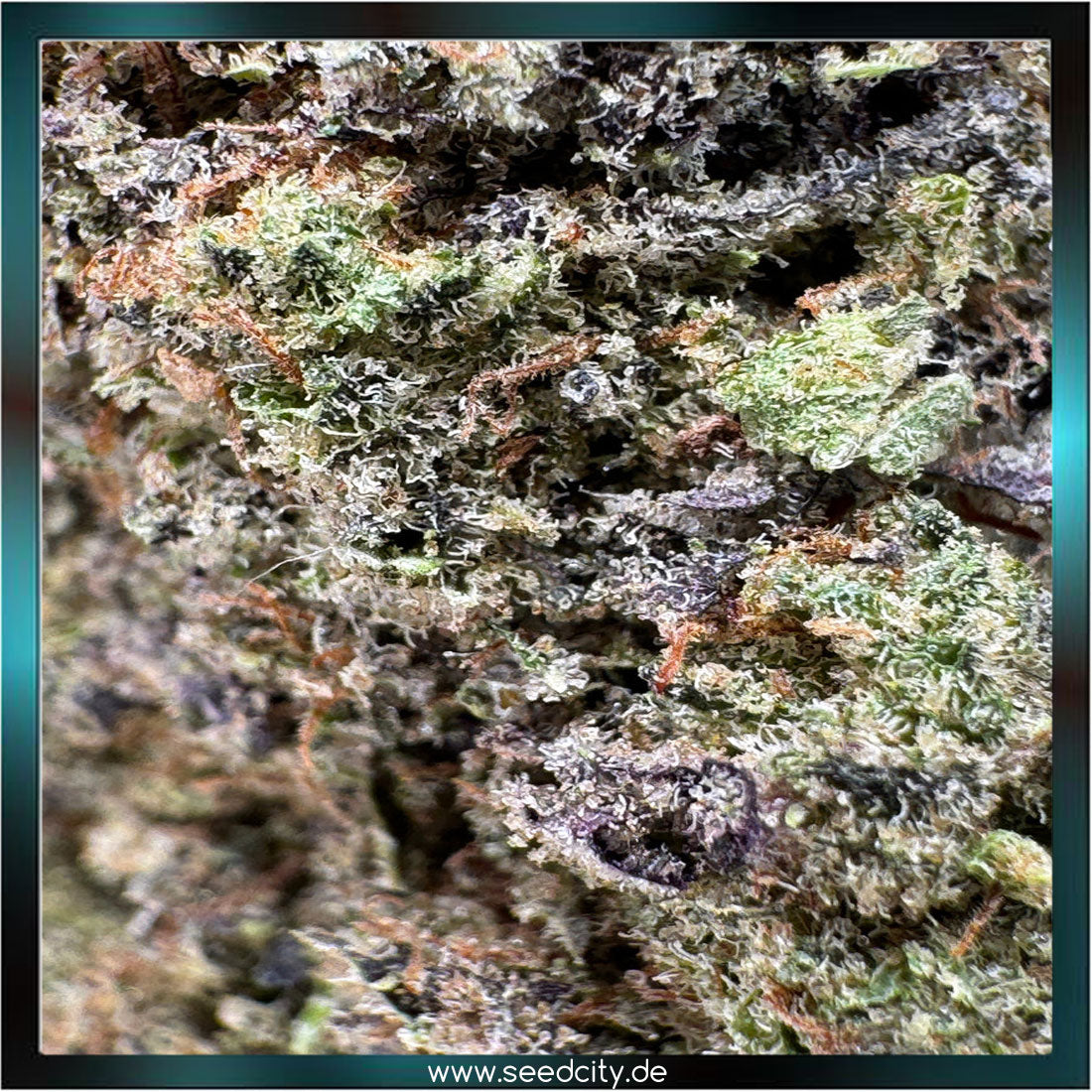 Lucky Hemp - Purple Punch CBD - 1g Ökopack