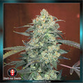 Serious Seeds - AK-47 - feminized