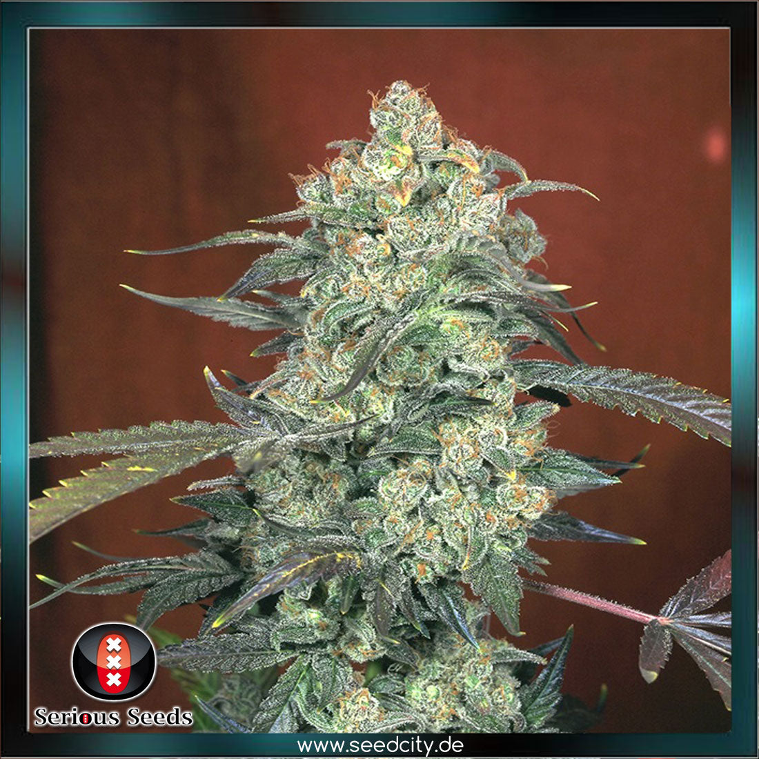 Serious Seeds - AK-47 - feminized