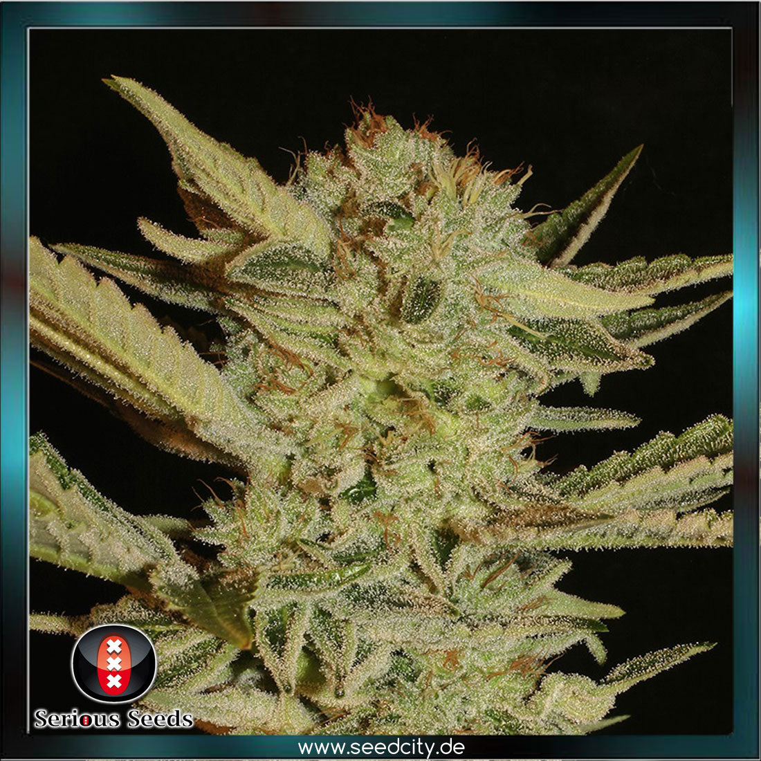bubble gum