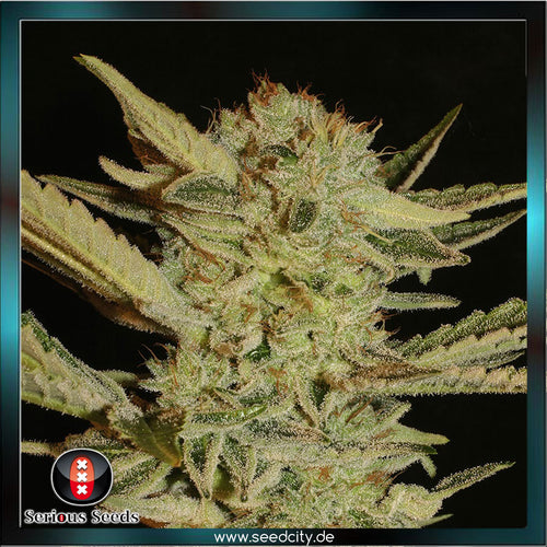 Serious Seeds - Bubble Gum - feminized - Seedcity.de