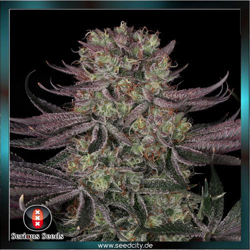 Serious Seeds - Seriotica - feminized - Seedcity.de
