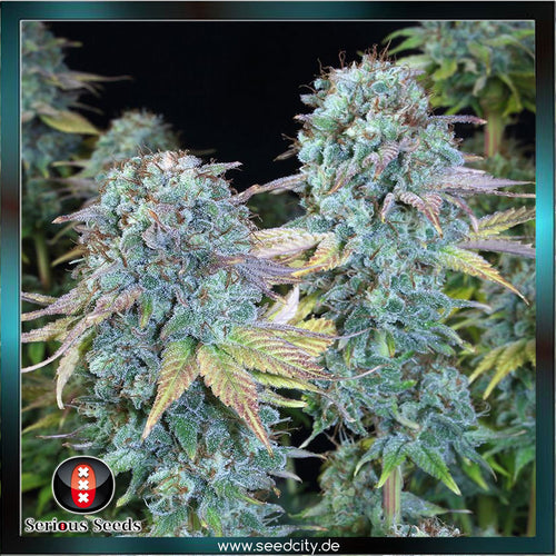 Serious Seeds - Serious Happiness - feminized - Seedcity.de