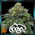 barneys x doja - rs11 x banana og