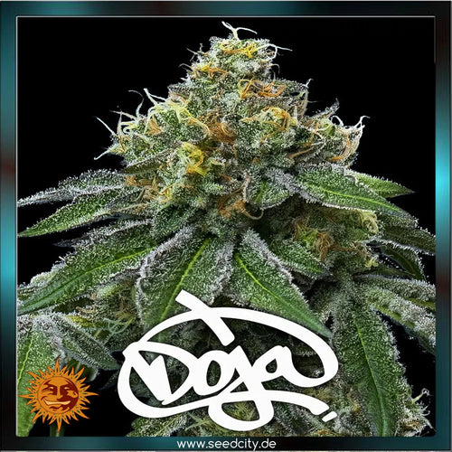 Barneys Farm x Doja Exclusive - RS11 x Banana OG - feminized - Seedcity.de