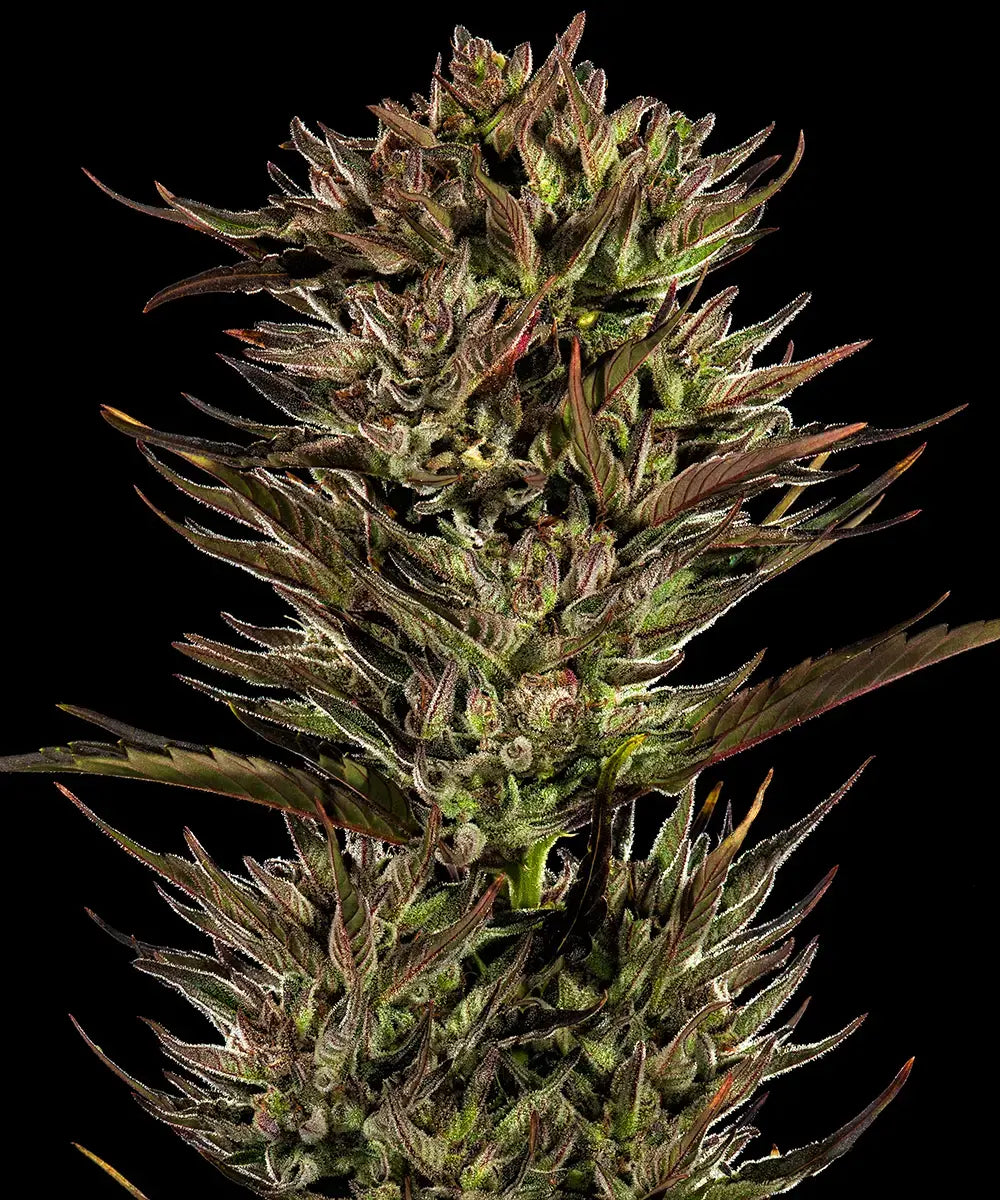 Thin Mint x Sour Pinot Auto by Barneys Farm