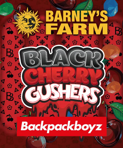 Barneys Farm x Backpackboyz - BLACK CHERRY GUSHERS - feminized