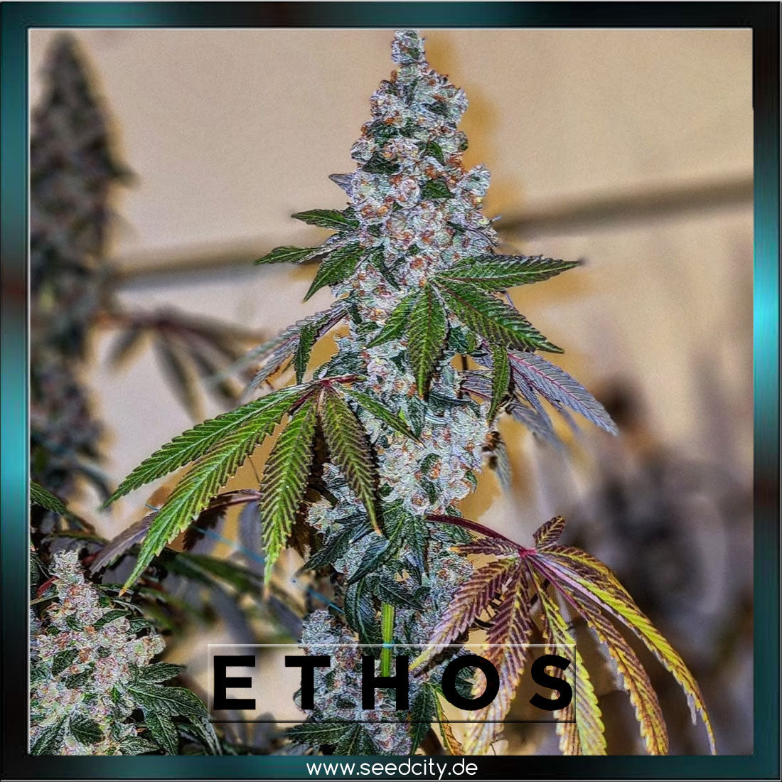 Ethos Genetics - CHERRY PIE OG S1 - feminized