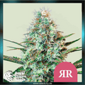 Royal Queen Seeds - ROYAL RUNTZ - feminized