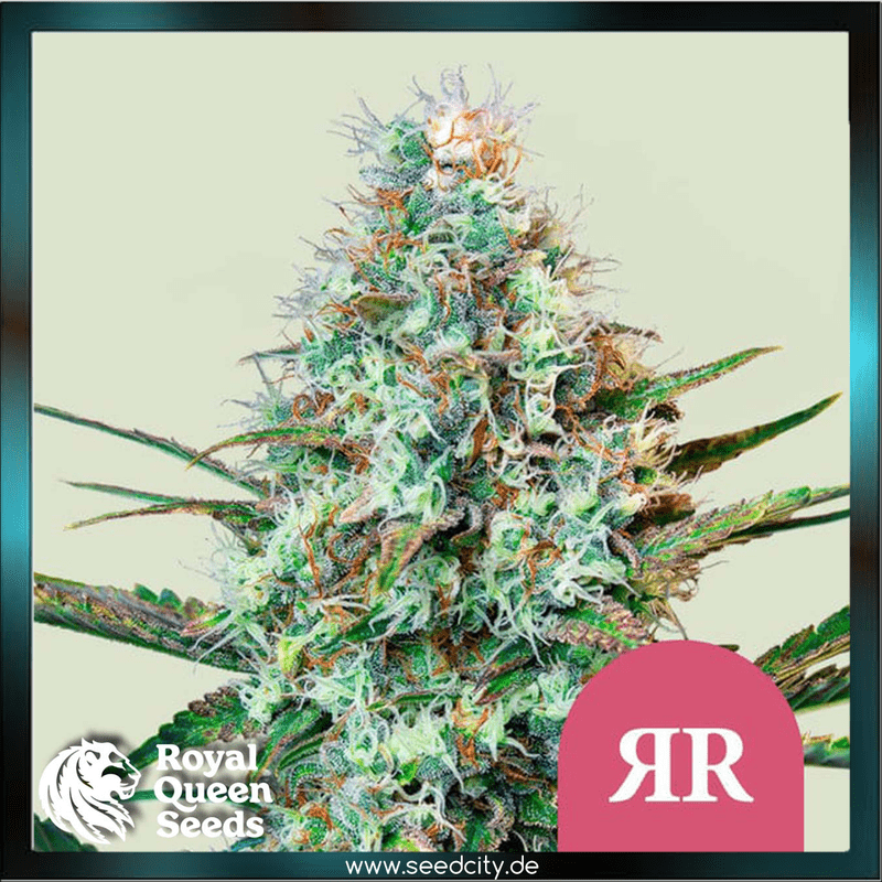 Royal Queen Seeds - ROYAL RUNTZ - feminized