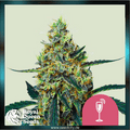 Royal Queen Seeds - MIMOSA - feminized