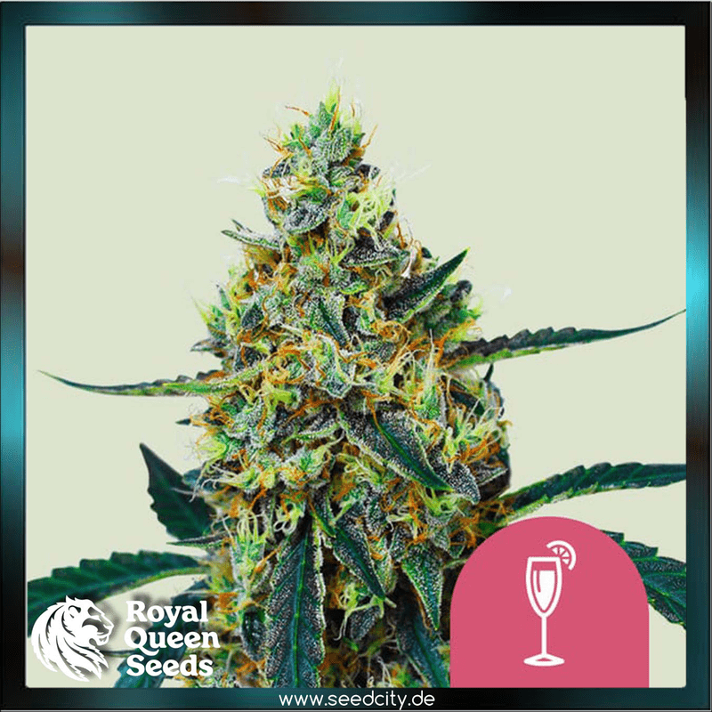 Royal Queen Seeds - MIMOSA - feminized