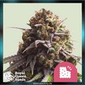 Royal Queen Seeds - BISCOTTI - feminized