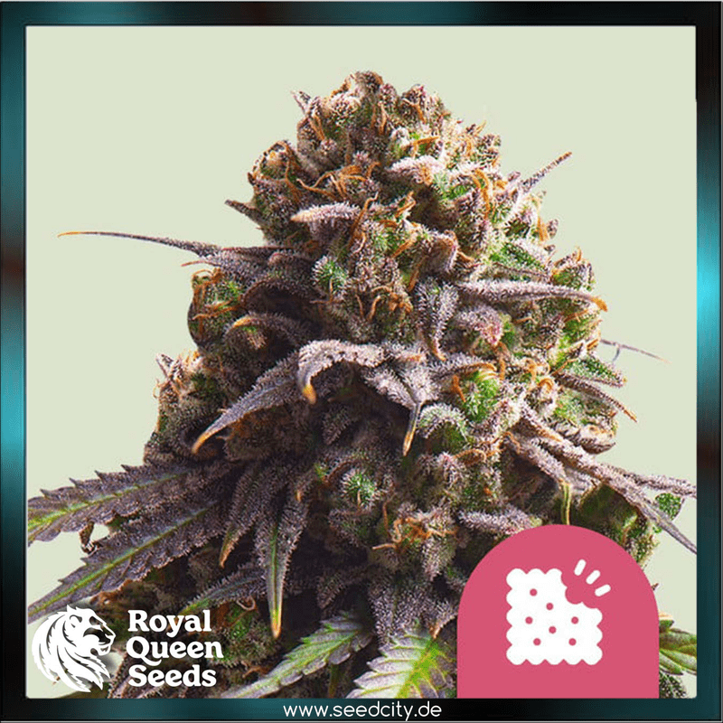Royal Queen Seeds - BISCOTTI - feminized