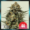 Royal Queen Seeds x Tyson 2.0 - GELATO 44 - feminized