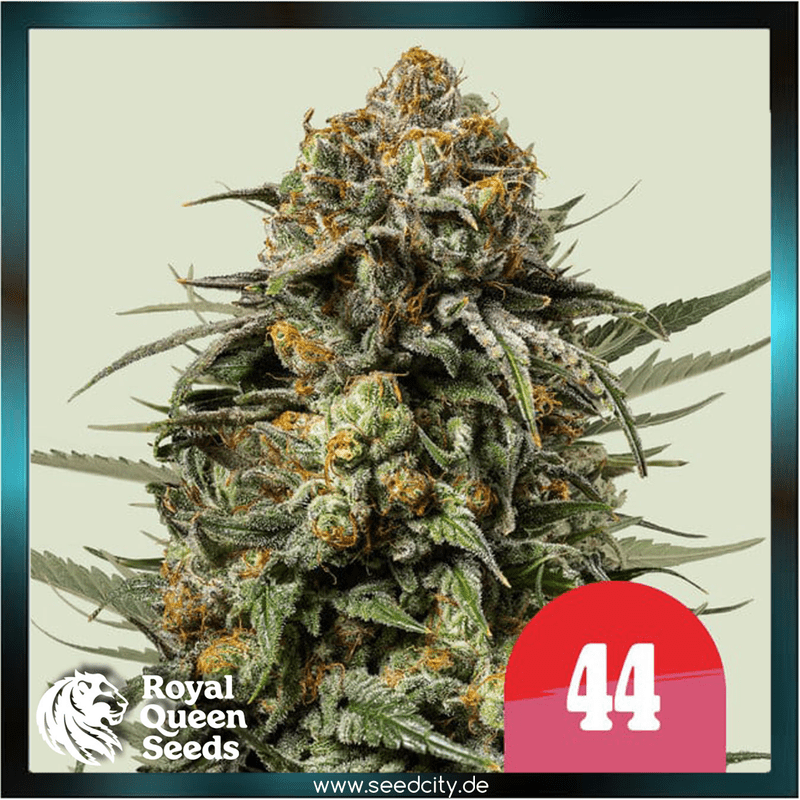 Royal Queen Seeds x Tyson 2.0 - GELATO 44 - feminized
