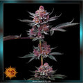 cherry poppers