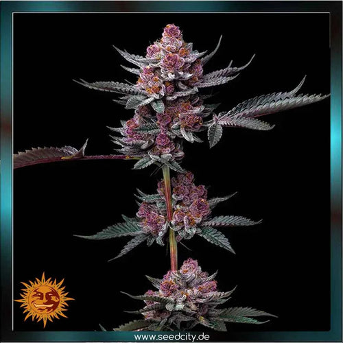 Barneys Farm - CHERRY POPPERS - feminized