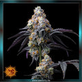 rainbow sherbet