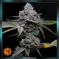 apple fritter