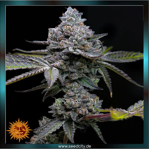 apple fritter