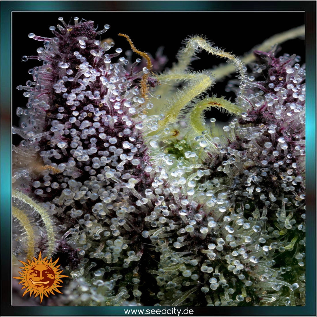 Barneys Farm - APPLE FRITTER - feminized