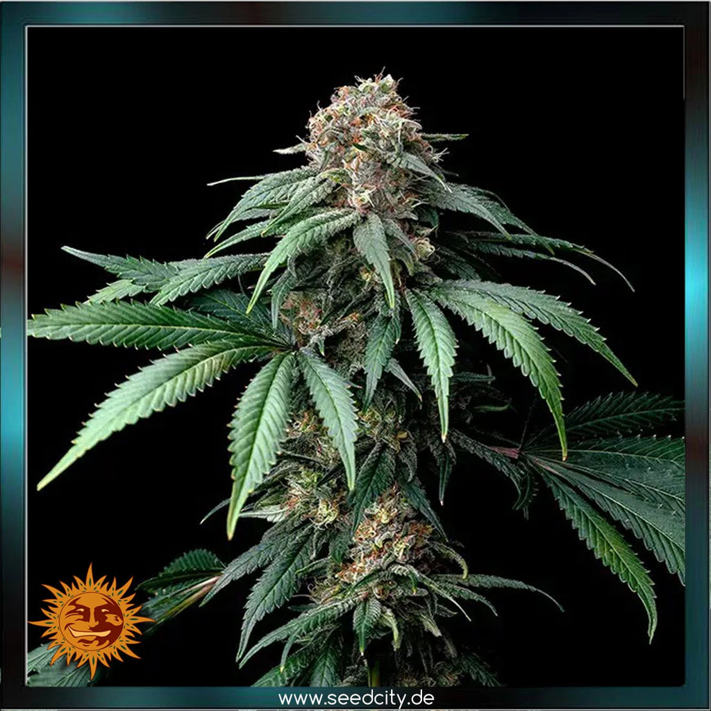 mendo breath