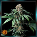 mendo breath