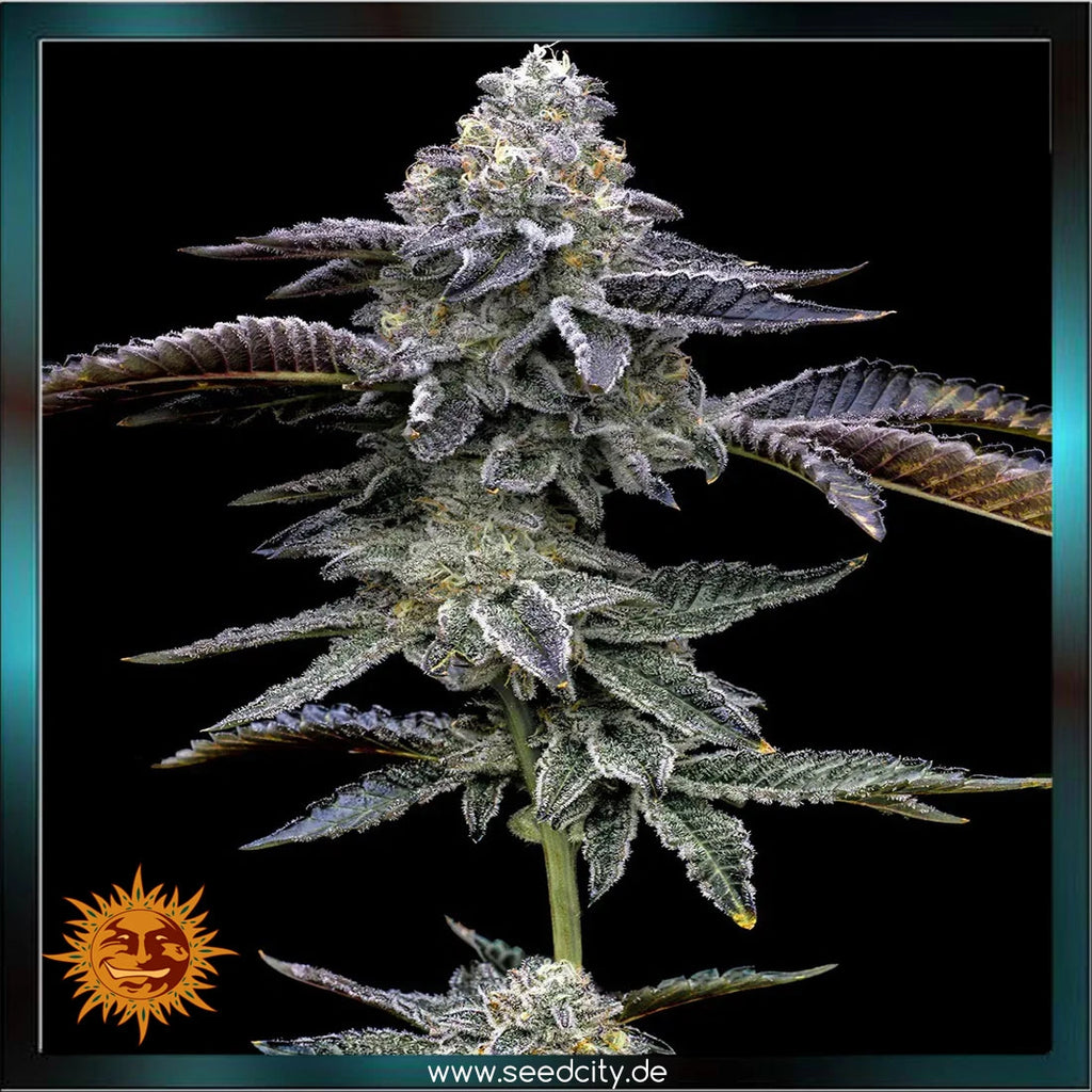 blue dream