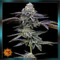 blue dream