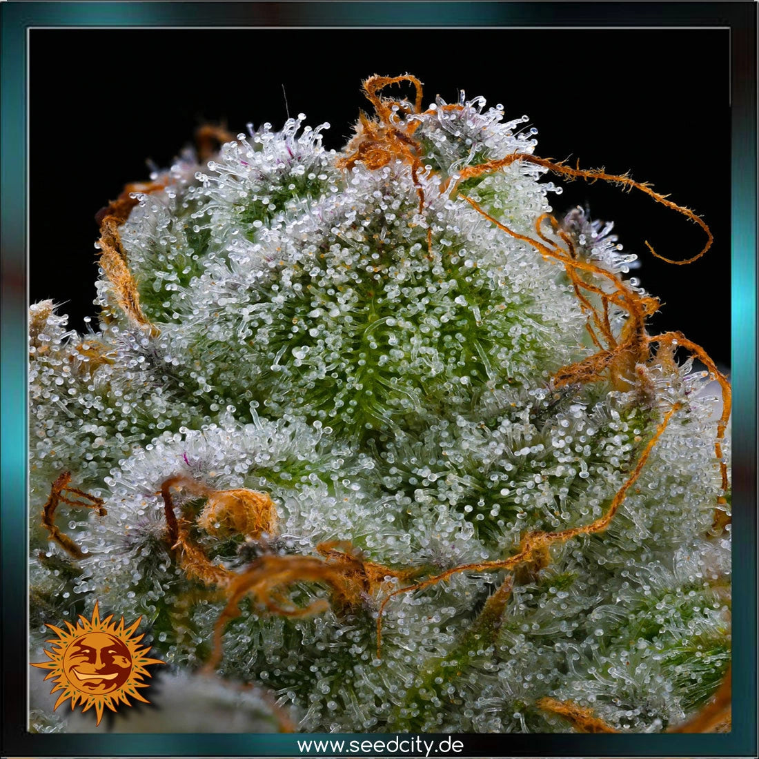 Barneys Farm - BLUE DREAM - feminized