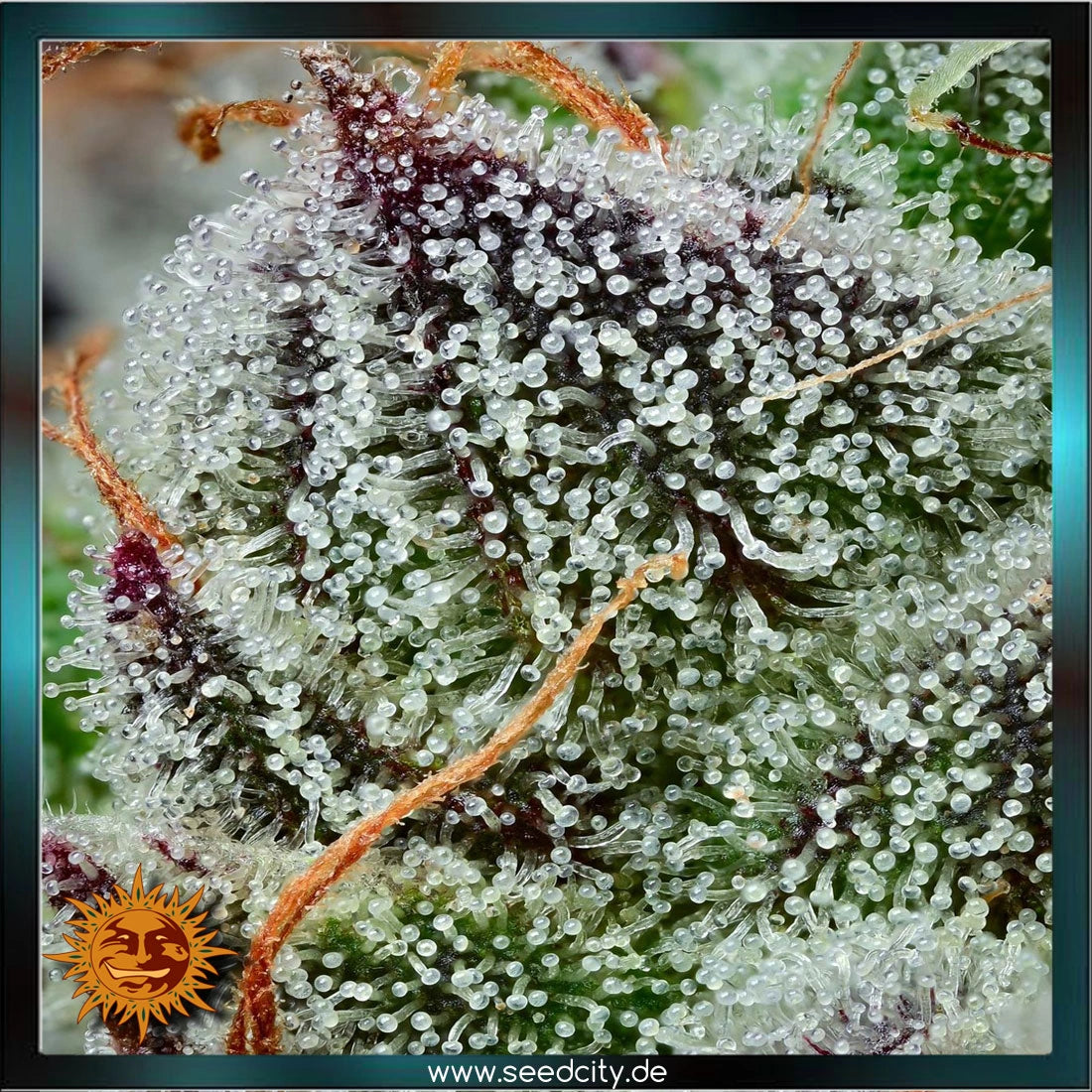 Barneys Farm x Backpackboyz - BLACK CHERRY GUSHERS - feminized