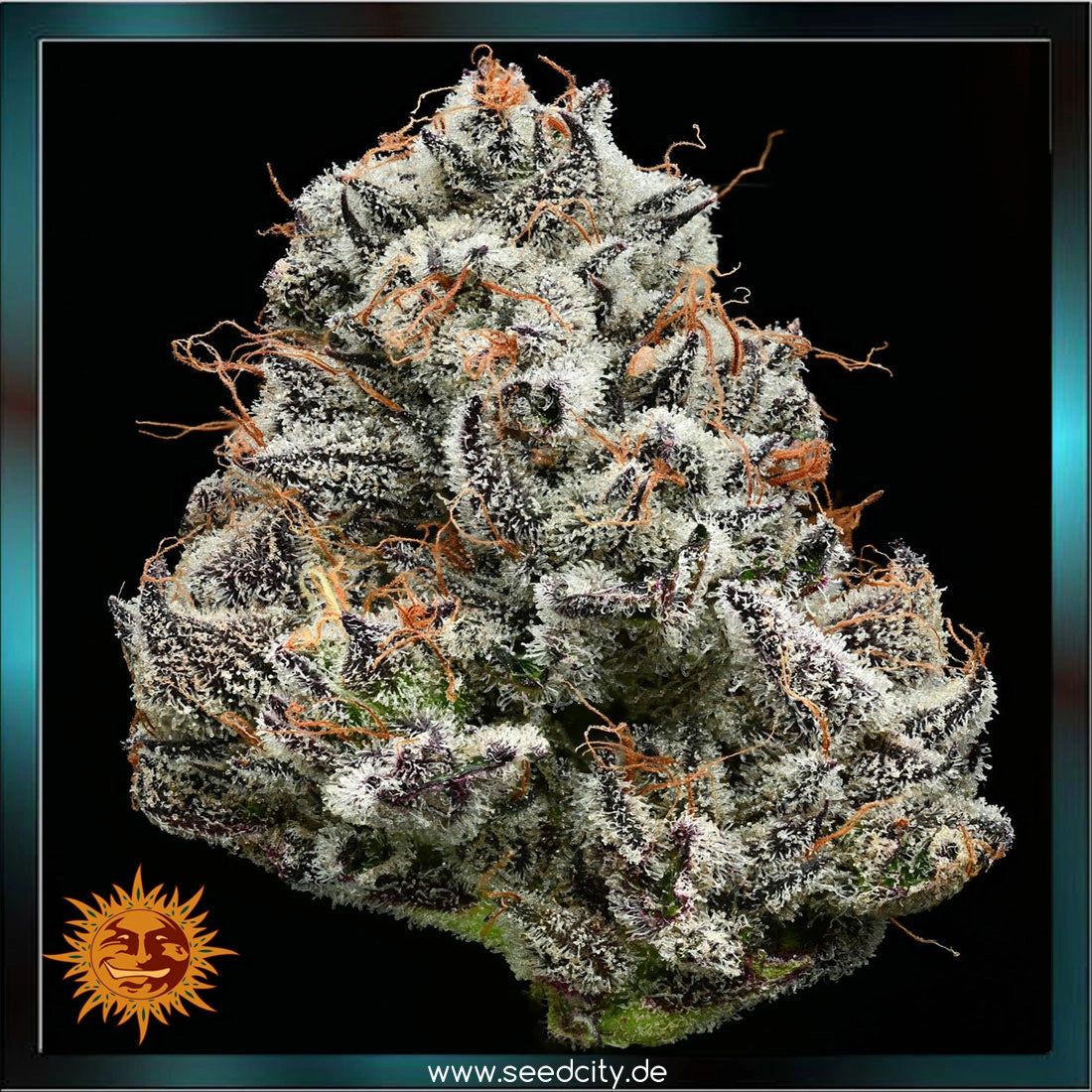 Barneys Farm x Backpackboyz - BLACK CHERRY GUSHERS - feminized
