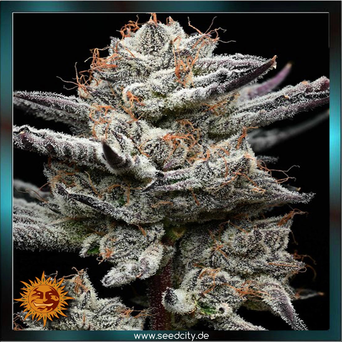 Barneys Farm x Backpackboyz - BLACK CHERRY GUSHERS - feminized