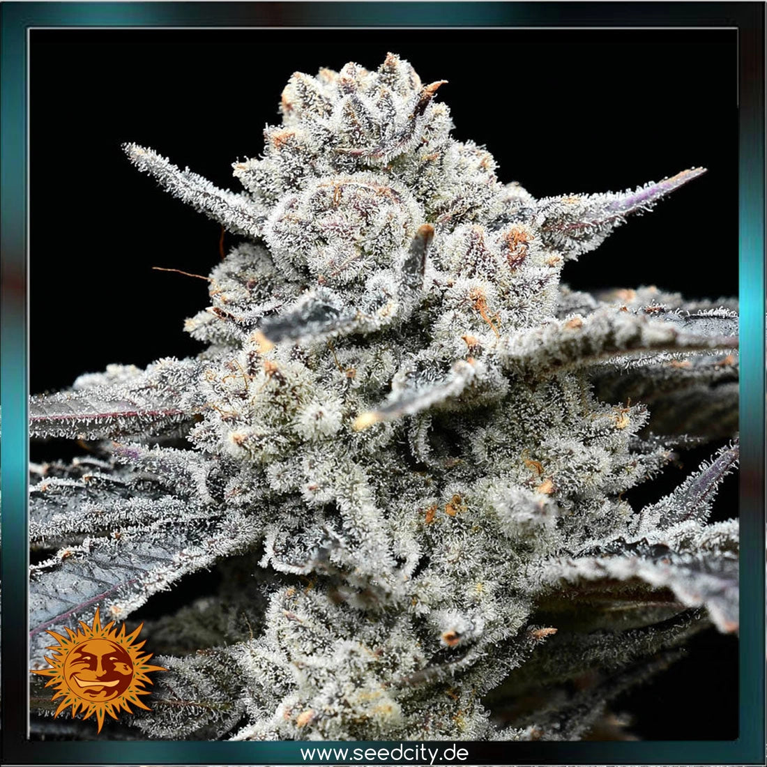 Barneys Farm x Backpackboyz - LEMON CHERRY GELATO - feminized