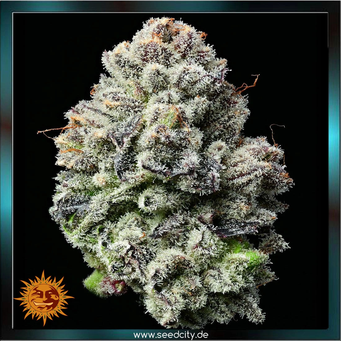 Barneys Farm x Backpackboyz - LEMON CHERRY GELATO - feminized