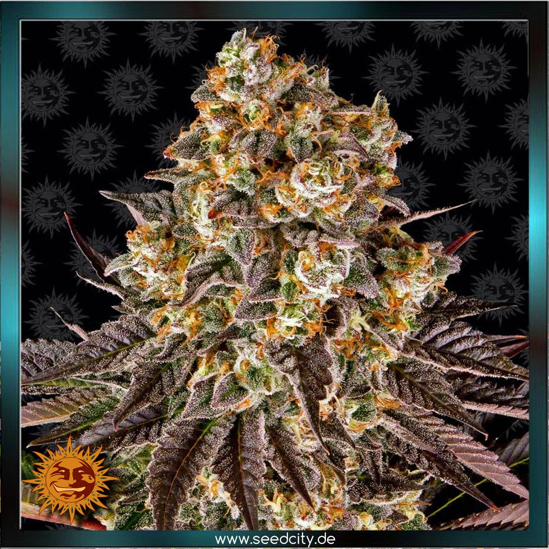 gelato 45