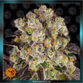 PURPLE PUNCH x LEMON DRIZZLE