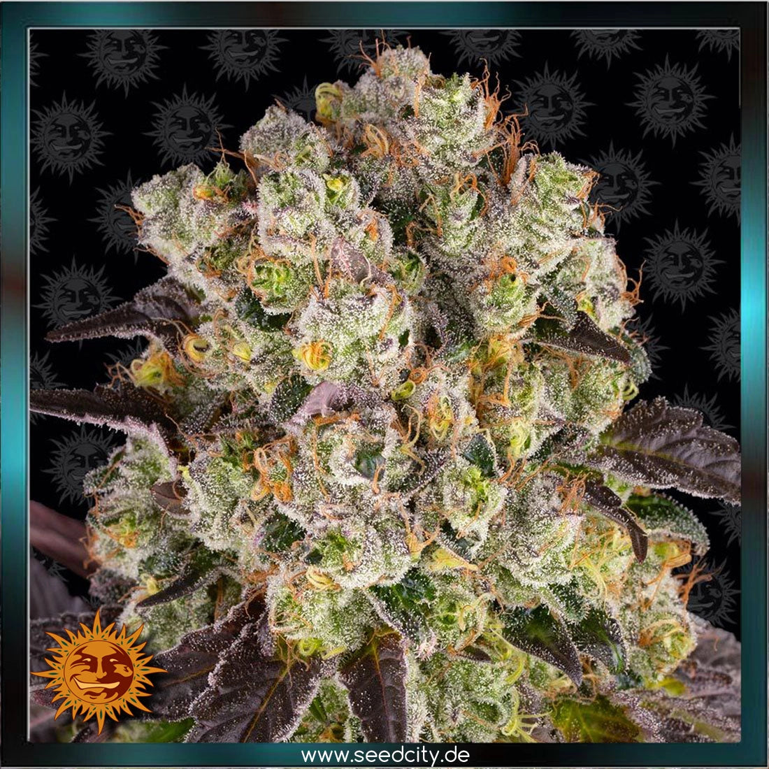 PURPLE PUNCH x LEMON DRIZZLE