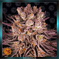 MIMOSA x ORANGE PUNCH