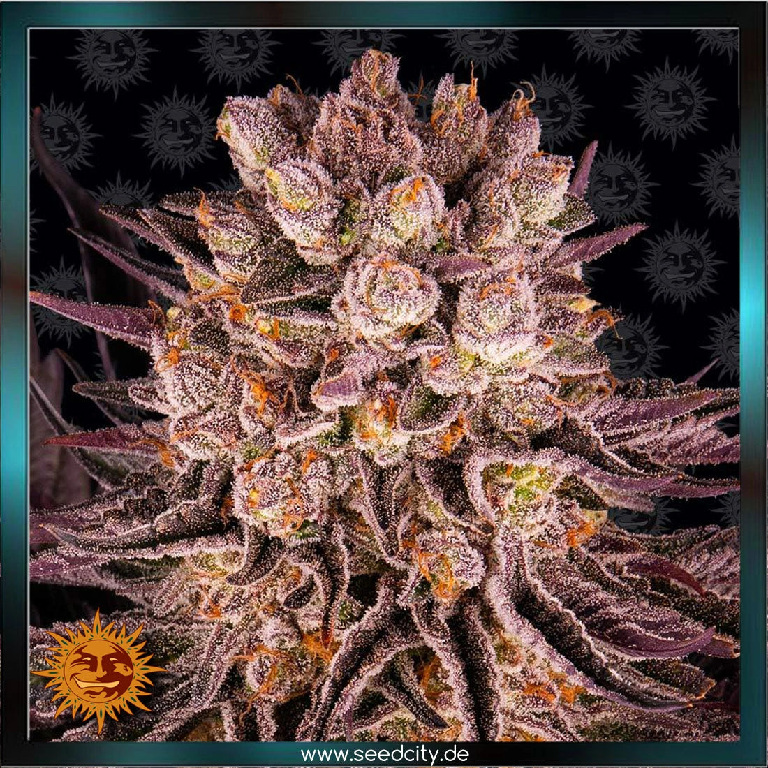 MIMOSA x ORANGE PUNCH