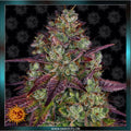 MIMOSA EVO