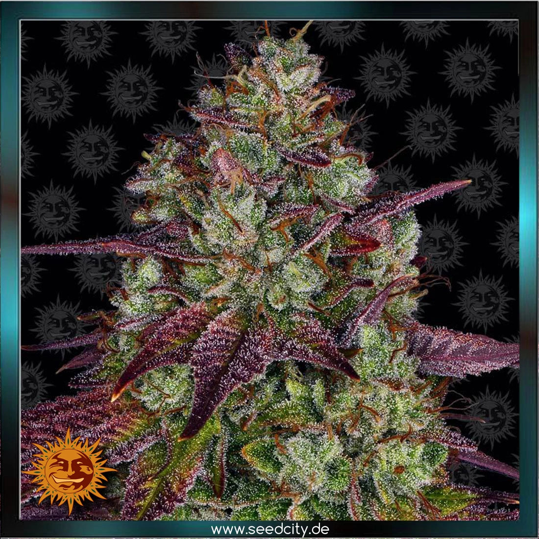 MIMOSA EVO