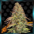 ZKITTLEZ OG AUTO