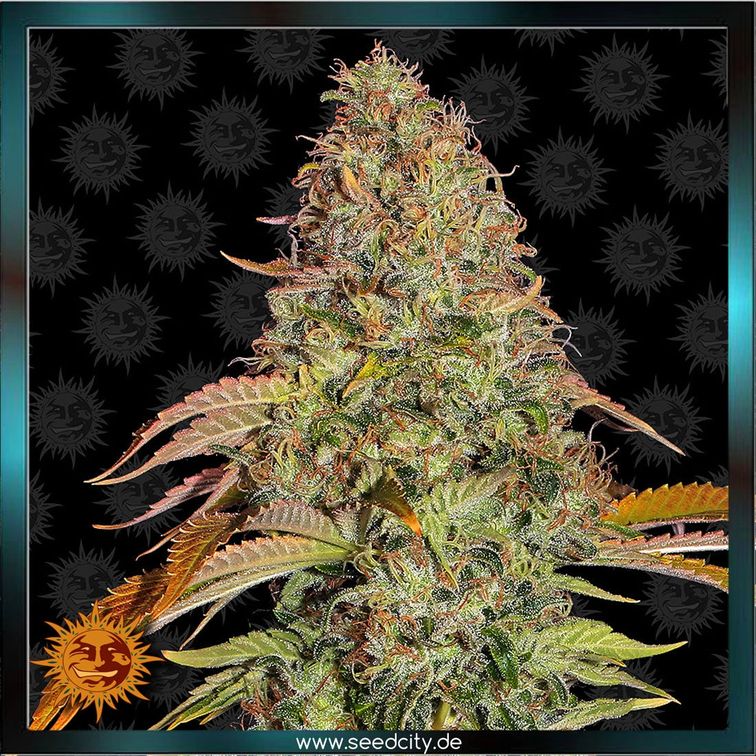 ZKITTLEZ OG AUTO